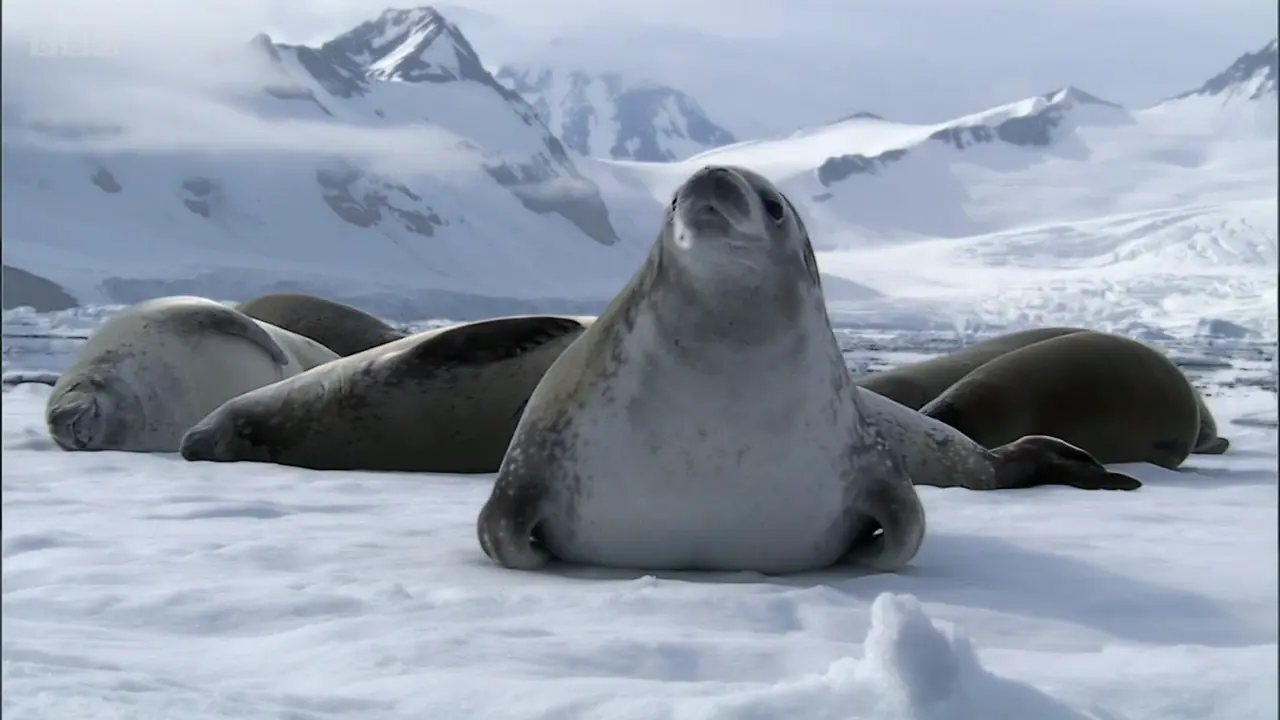 Crabeater seal (Lobodon carcinophaga) as shown in Frozen Planet - To the Ends of the Earth